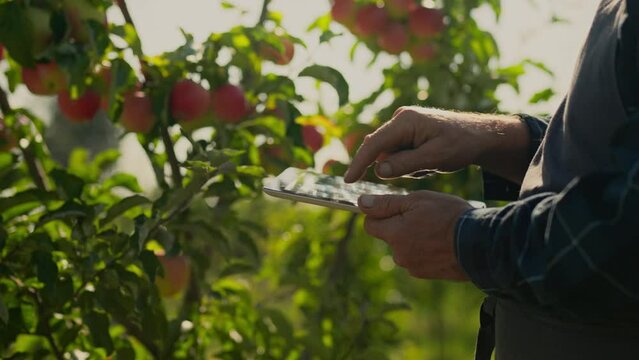 An experienced farmer holding an electronic tablet stands against the background of fruit trees. Harvesting apples trees with fruits. Technological farmer studies the indicator of trees with apples
