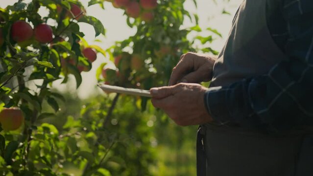 A seasoned agriculturalist, armed with a cutting-edge electronic tablet, stands amidst a lush orchard filled with fruit-laden trees. Engaged in the meticulous process of harvesting apples