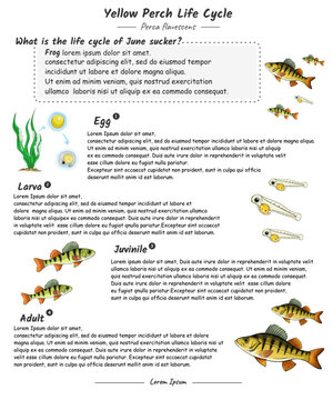 Fish life cycle or yellow perch life cycle with explanation template
