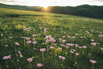 Tatarian Aster flowers blooming in high altitude grassland, China