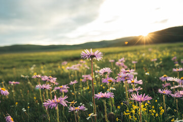 Tatarian Aster flowers blooming in high altitude grassland, China
