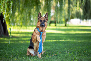 German Shepherd in a tie sits on the green lawn in the park