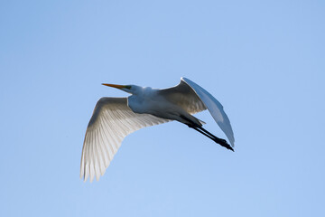 Silberreiher im Flug in der Morgensonne
