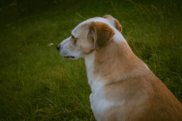 portrait of a dog, green grass background, dog looking somewhere