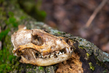Animal bones, skull on the ground. Skull of a wolf or dog. Death of animals, pestilence. Skull of a predatory animal with fangs.