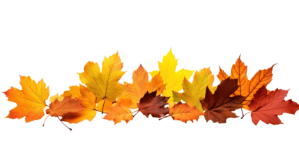 Collection of autumn leaves isolated on transparent or white background, png