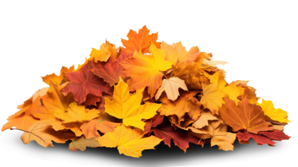 Pile of autumn leaves isolated on transparent or white background, png