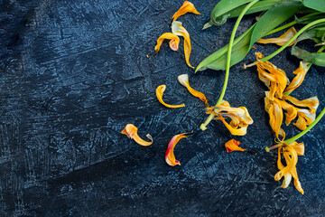 wilted yellow tulips on a black background. copy space,