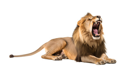 Lion the king of the jungle laughing. Isolated on Transparent background.