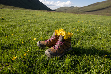 Hiking boots with yellow wild flowers in high altitude grassland