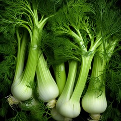 Fresh fennel bulbs with green leaves on a black background