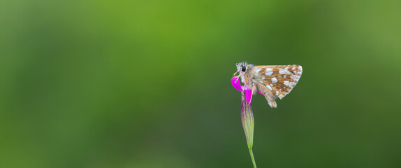 small butterfly on purple flower, Aegean skipper, Pyrgus melotis