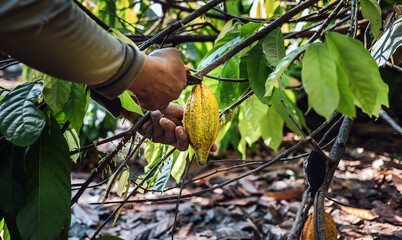 Harvest the agricultural cocoa business produces.Cocoa farmers use pruning shears to cut the cocoa...