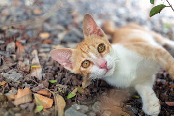 Naklejka na ściany i meble A close-up headshot of a cute little orange kitten lies the floor under the tree
