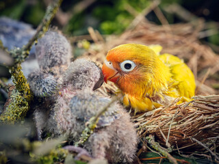 Vivid yellow nestling of lovebird sitting in nest