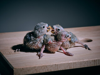 Cute lovebird chicks playing together on table