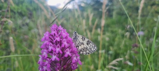  A black and white butterfly perched on a wildflower with shades of lilac, pink, and purple, with a green grass background.