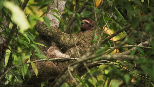 Slow motion shot of a mother and her baby sloth moving through the trees in Costa Rica. Two mammals in the Costa Rican jungle.