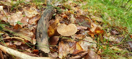 A mushroom in the forest, positioned on a bed of autumn leaves.