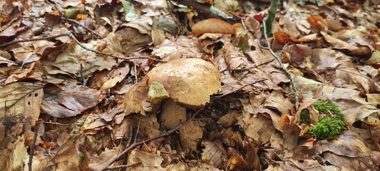 A mushroom in the forest, positioned on a bed of autumn leaves.