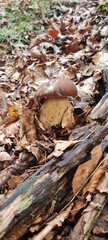 Edulis mushrooms growing among autumn leaves on the forest floor.