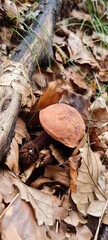 Edulis mushrooms growing among autumn leaves on the forest floor.
