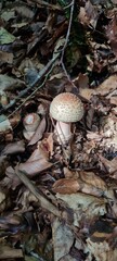 A mushroom in the forest, positioned on a bed of autumn leaves.