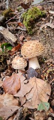 A mushroom in the forest, positioned on a bed of autumn leaves.