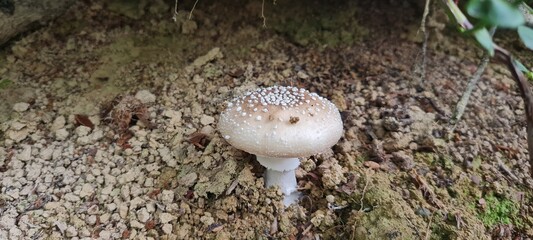 A mushroom in the forest, positioned on a bed of autumn leaves.