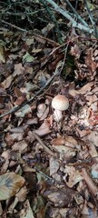 A mushroom in the forest, positioned on a bed of autumn leaves.