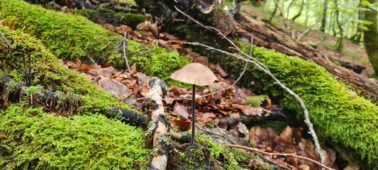 A mushroom in the forest, positioned on a bed of autumn leaves.