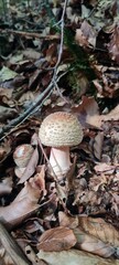 A mushroom in the forest, positioned on a bed of autumn leaves.