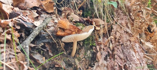 A mushroom in the forest, positioned on a bed of autumn leaves.