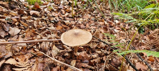 A mushroom in the forest, positioned on a bed of autumn leaves.