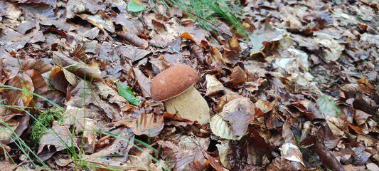 Edulis mushrooms growing among autumn leaves on the forest floor.