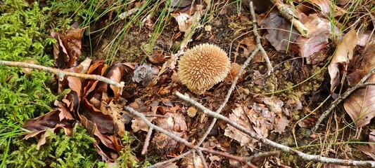 A mushroom in the forest, positioned on a bed of autumn leaves.