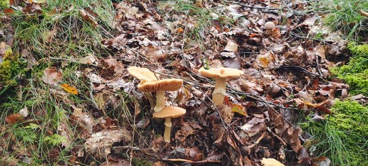 A mushroom in the forest, positioned on a bed of autumn leaves.