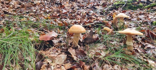 A mushroom in the forest, positioned on a bed of autumn leaves.