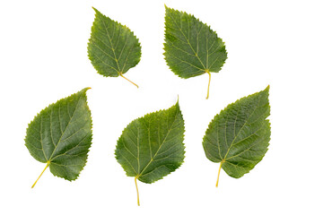 Set of autumn leaves of lime tree or linden isolated on white background. Linden leaf isolated on white. Item for packaging, design, mockup and scene creator.