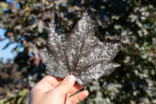 Male hand holding red maple leaf diseased of powdery mildew, fungal disease of maple trees. Pathogenic fungi, phytopathology, plant diseases concept.