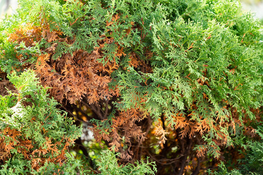 Green coniferous tree with some dried branches. American arborvitae tree, thuja problems and disease.