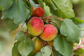 Ripe apricots ripe in tree garden, agricultural harvest, after rain with hail, traces remained on fruits and leaves, wounded by hail