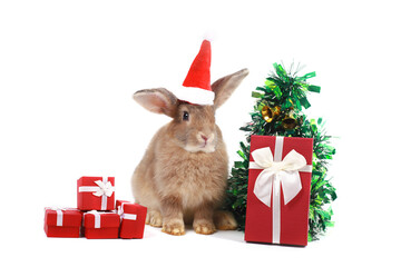 Cute fluffy brown rabbit wears Santa hat with decorate Christmas tree, red gift box present on...