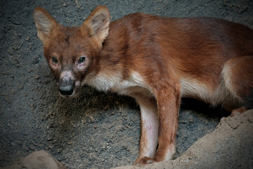 red fox cub