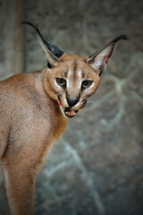 close up of a Caracal