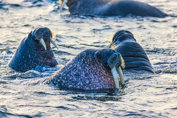 Walruses in the sea at Svalbard