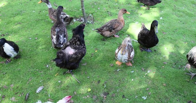 different types of birds living on the farm, an open zoo with different types of birds