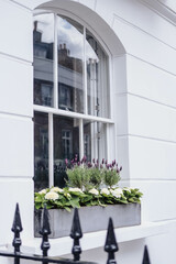 Fototapeta na wymiar Flower pots on a window sill with white wall in background.