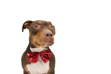 Mixed breed Staffordshire dog celebrating valentine's day, birthday or christmas. Isolated on white background