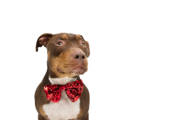 Mixed breed Staffordshire dog celebrating valentine's day, birthday or christmas. Isolated on white background